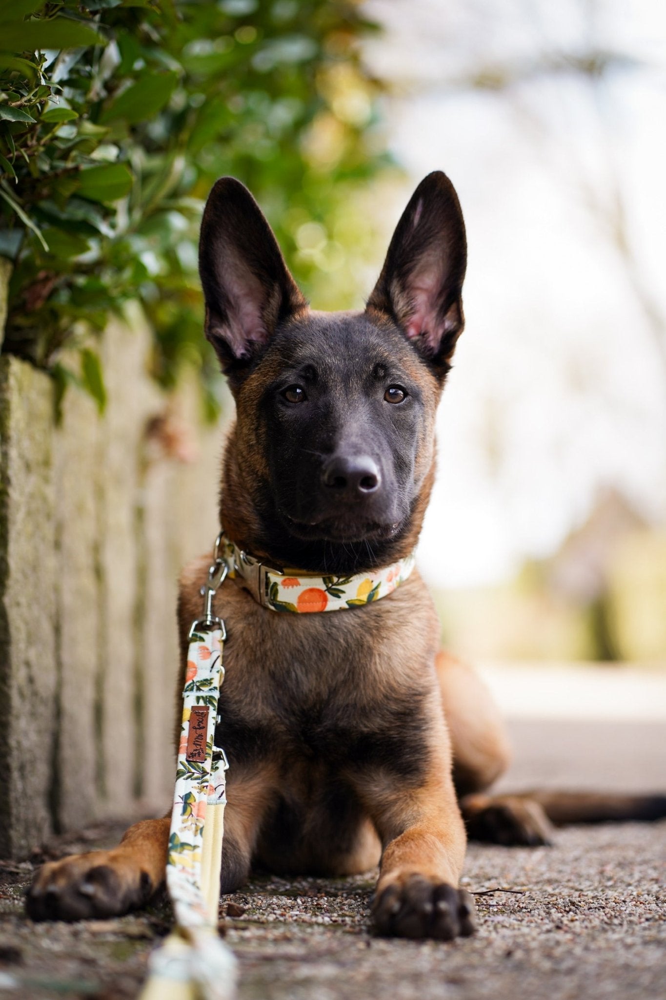 "Botanical Breeze" Hundeleine - Mr. Fox Hundezubehör