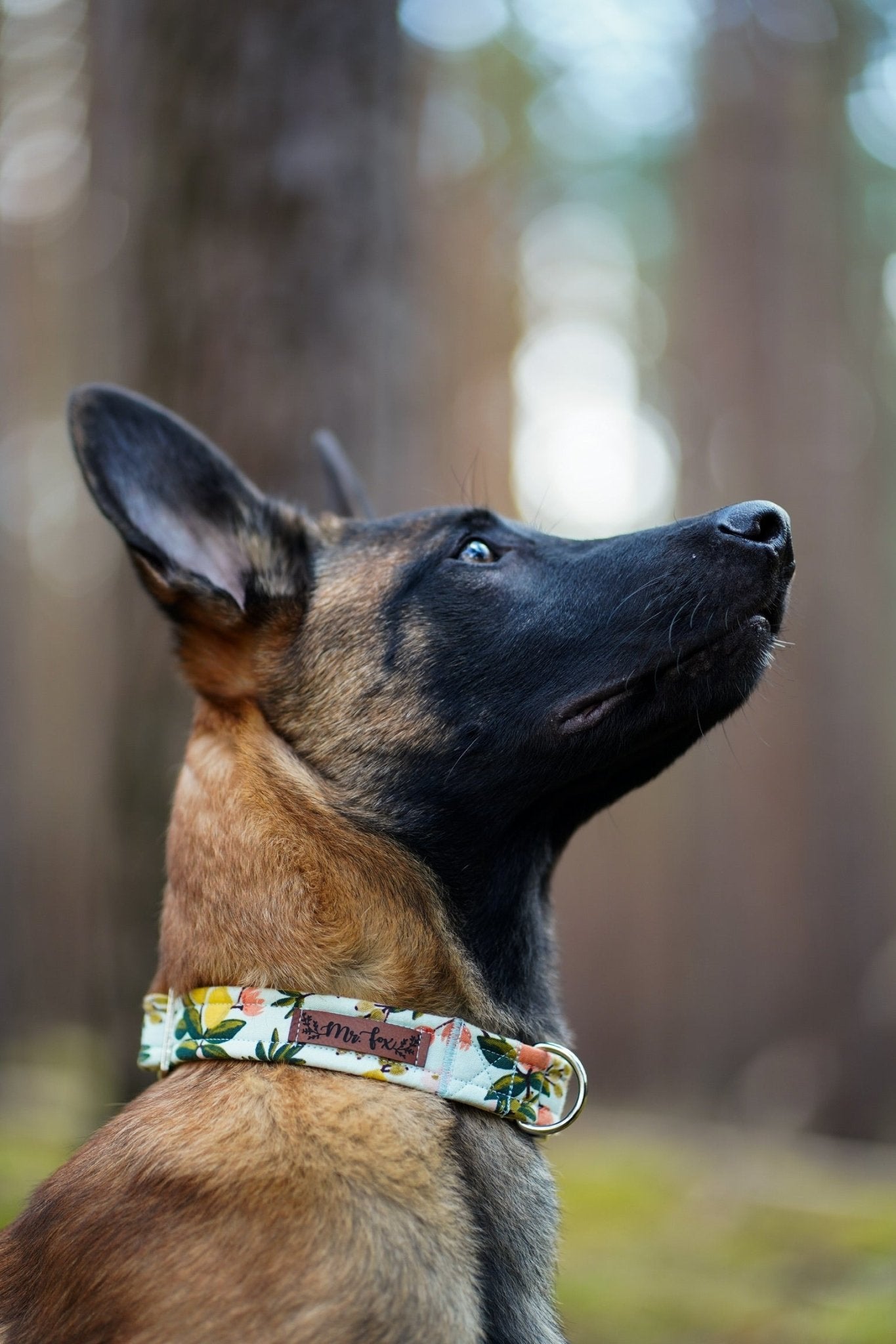 "Botanical Breeze" Halsband für Hunde - Mr. Fox Hundezubehör