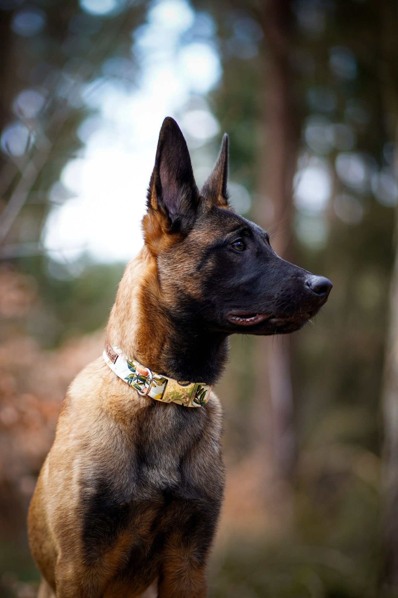 "Botanical Breeze" Halsband für Hunde - Mr. Fox Hundezubehör