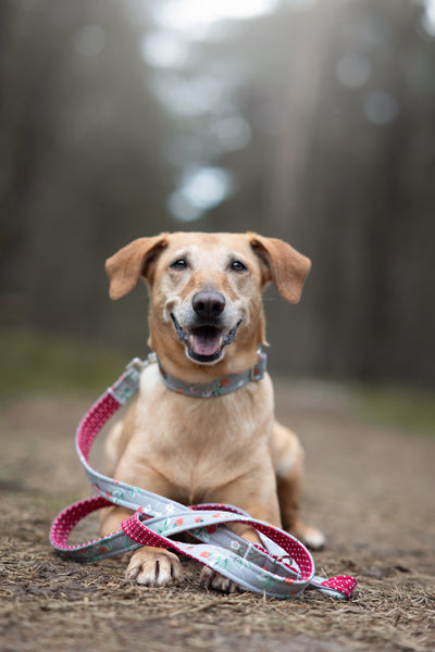 “Sweet Strawberries” dog leash