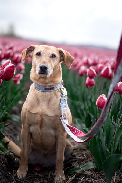 “Sweet Strawberries” dog leash