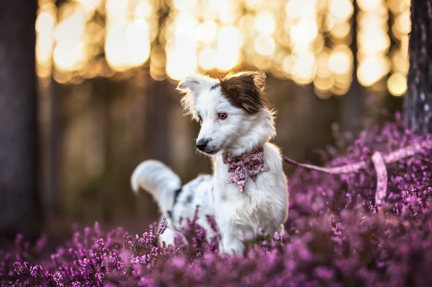 "Fairy Flowers" Schleife für Hundehalsbänder - Mr. Fox Hundezubehör