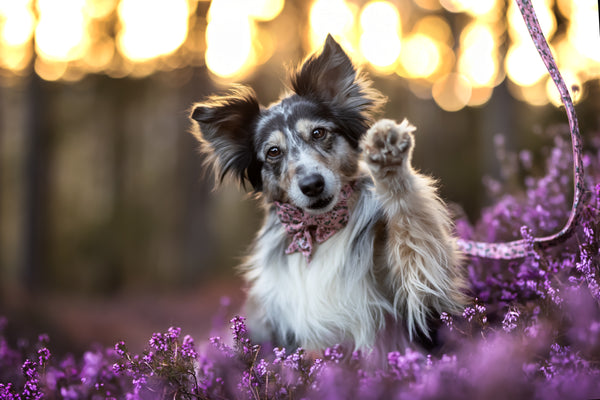 "Fairy Flowers" dog leash