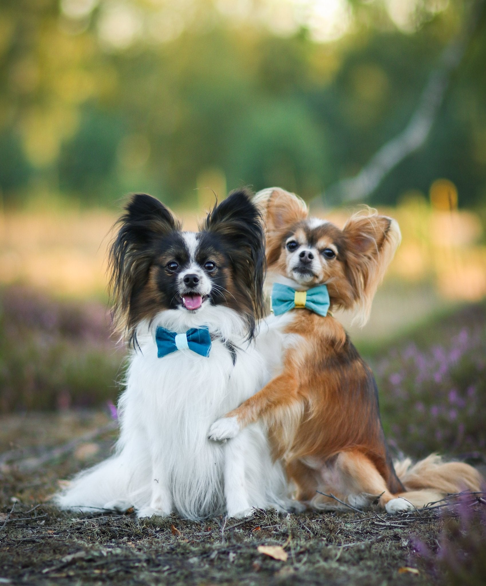 "Color Block" Halsband für Hunde - kombiniere deine Wunschfarben - Mr. Fox Hundezubehör