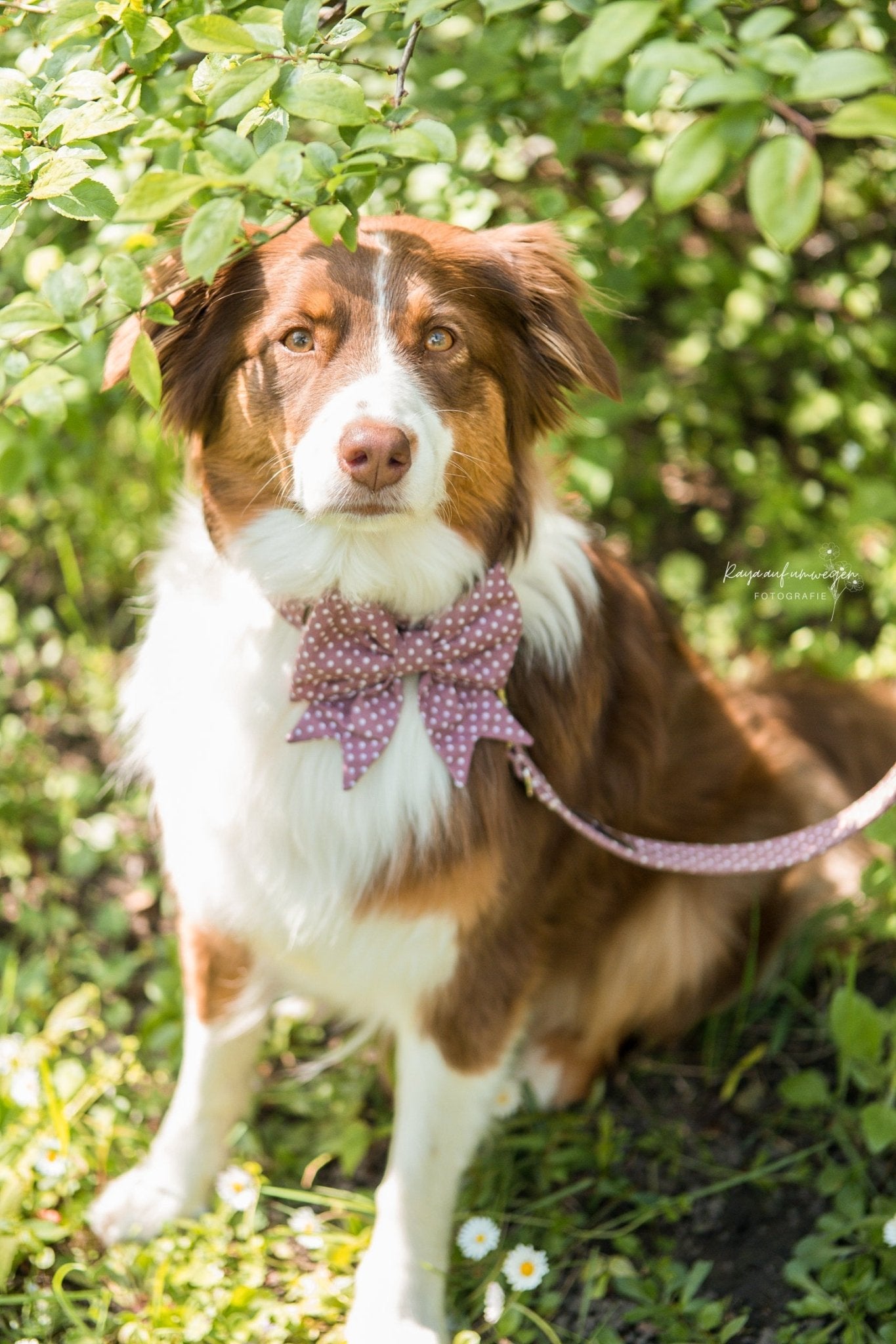"Mauve Polkadot" Hundeleine - Mr. Fox Hundezubehör