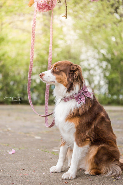 "Mauve Polkadot" dog leash