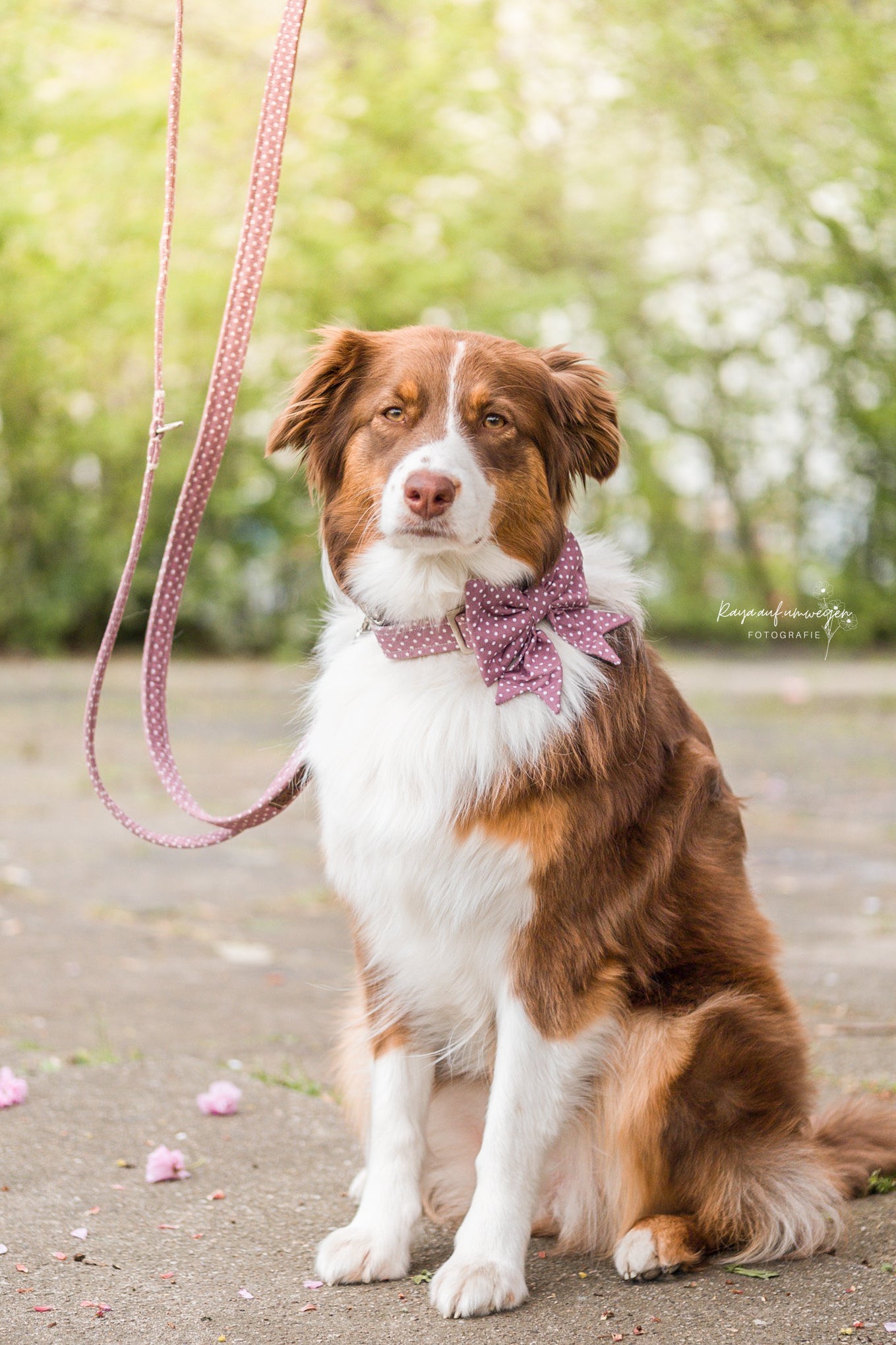 "Mauve Polkadot" Schleife für Hundehalsbänder - Mr. Fox Hundezubehör