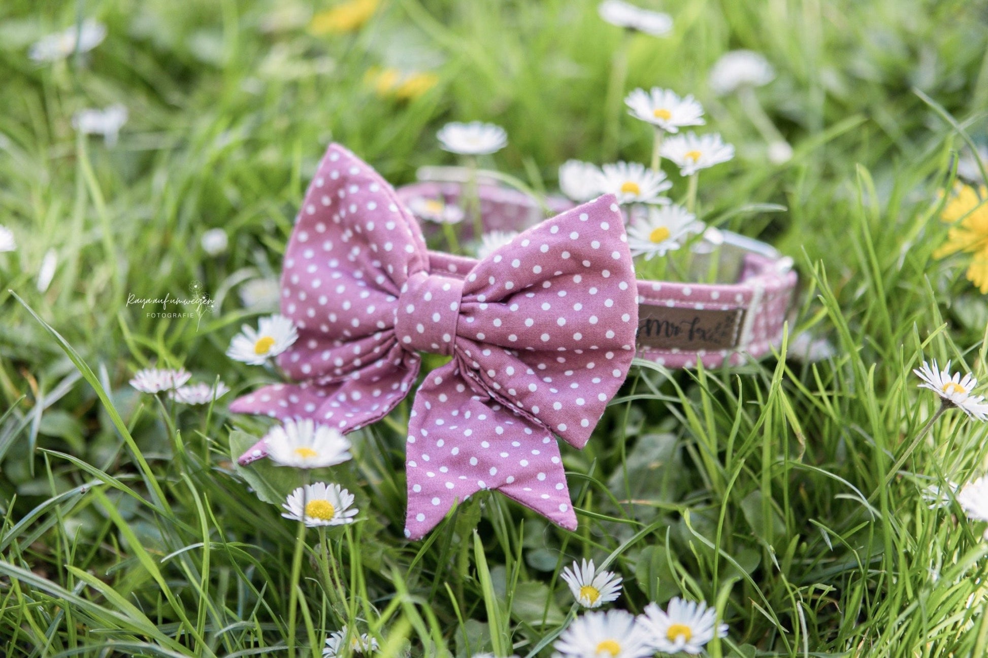 "Mauve Polkadot" Halsband für Hunde - Mr. Fox Hundezubehör