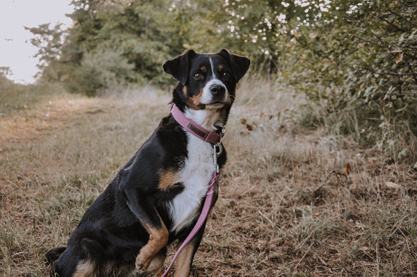 "Old Rose Uni" Halsband für Hunde