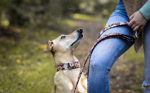 "Burgundy Bloom" dog leash