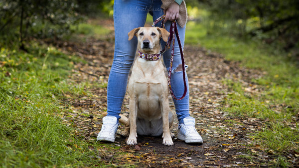 "Burgundy Bloom" dog leash