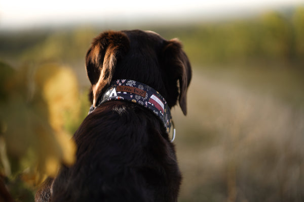 "Comfy Camping" collar for dogs