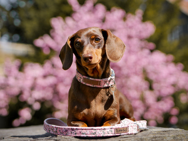 "Fairy Flowers" collar for dogs