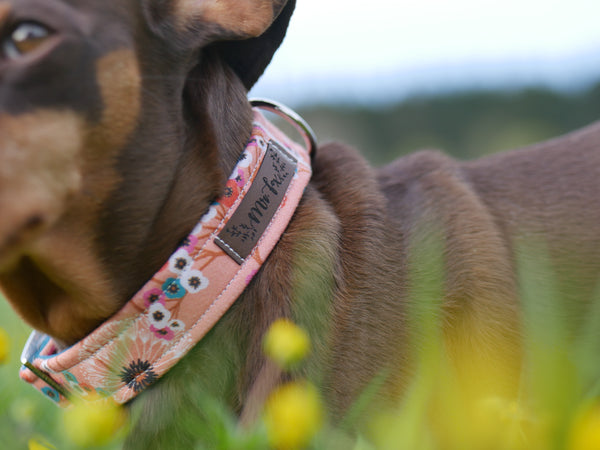 "Delightful Dandelions" Halsband für Hunde