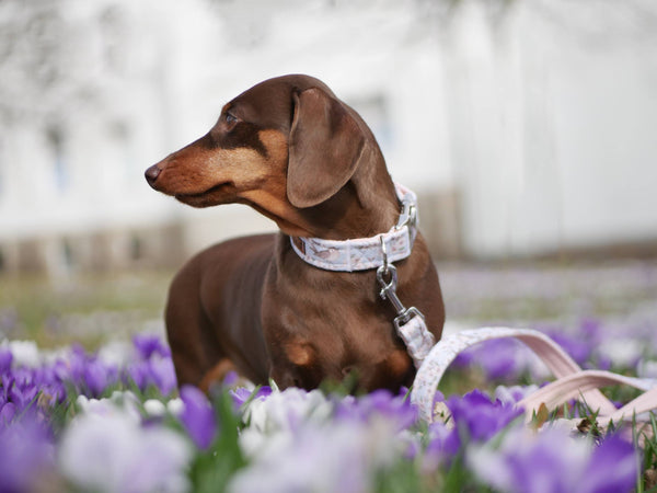 "Birds & Blossoms" dog leash