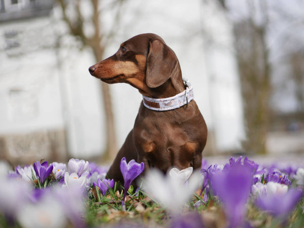 "Birds & Blossoms" collar for dogs