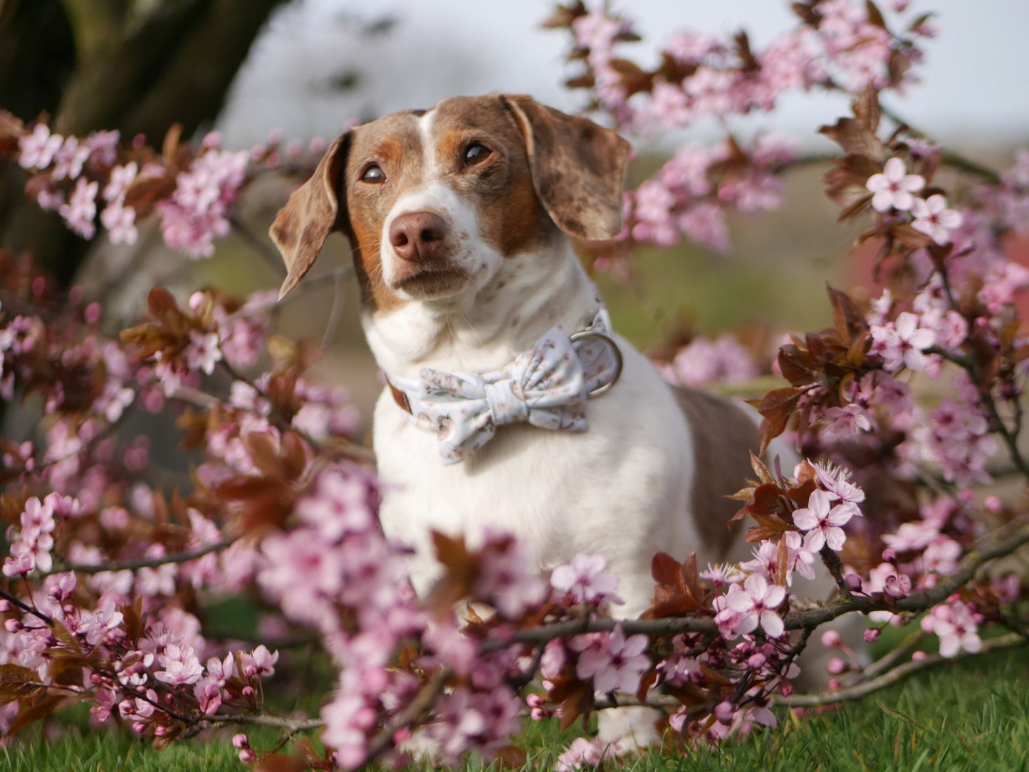 "Birds & Blossoms" Fliege für Hundehalsbänder - Mr. Fox Hundezubehör