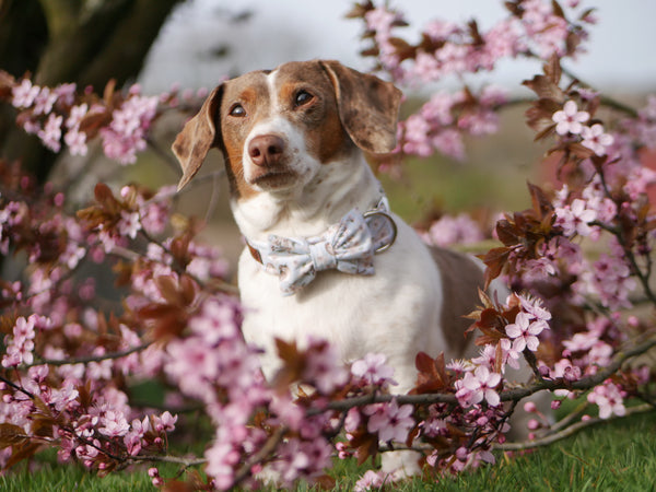 "Birds & Blossoms" bow tie for dog collars
