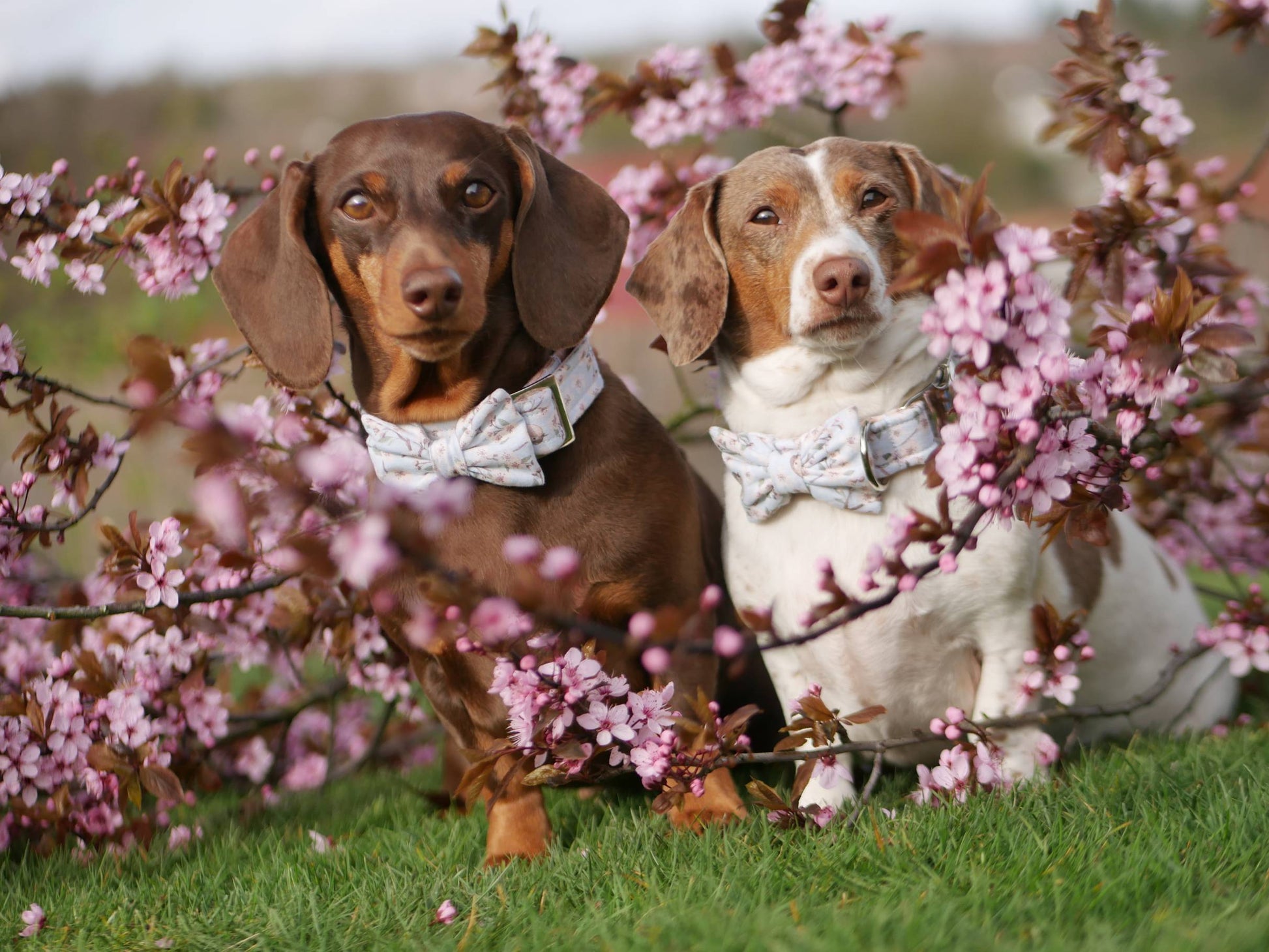 "Birds & Blossoms" Fliege für Hundehalsbänder - Mr. Fox Hundezubehör