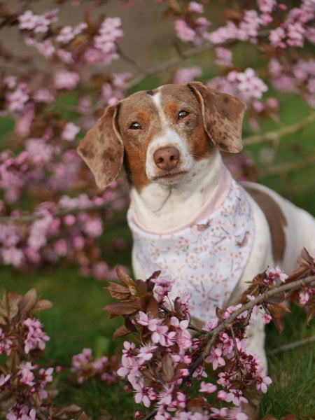 “Birds & Blossoms” dog bandana