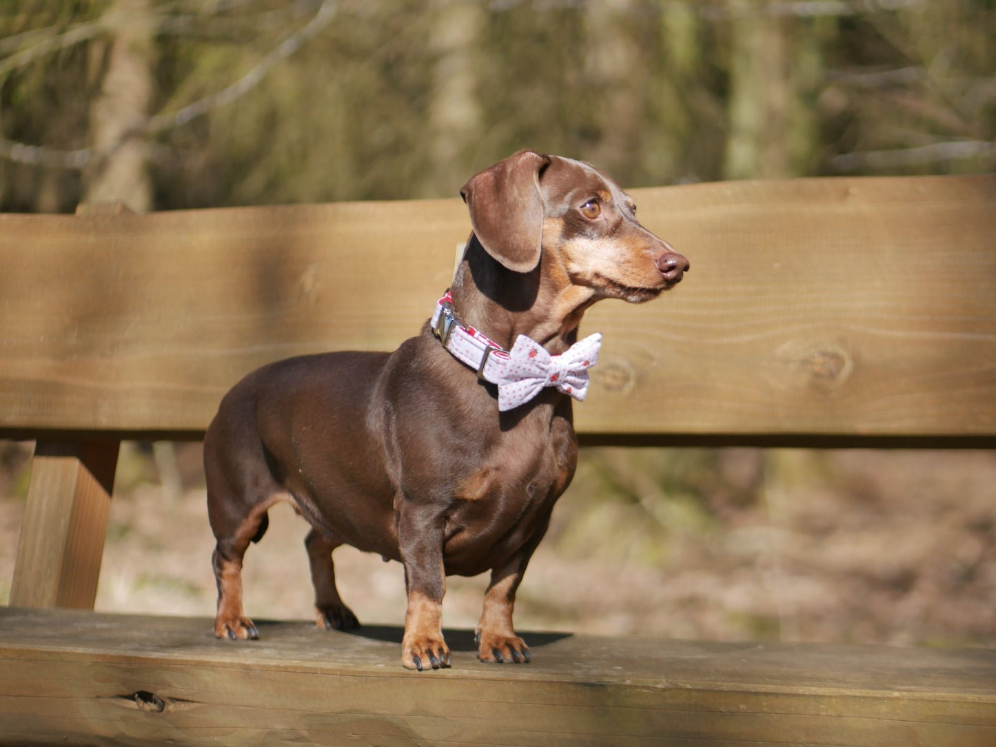 "Lucky Ladybugs" Fliege für Hundehalsbänder - Mr. Fox Hundezubehör