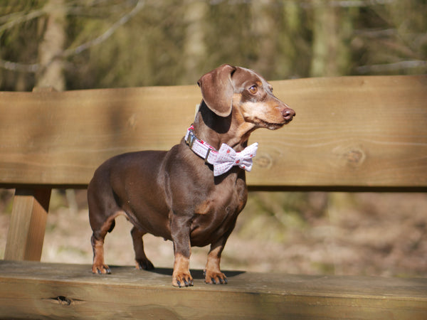 "Lucky Ladybugs" bow tie for dog collars