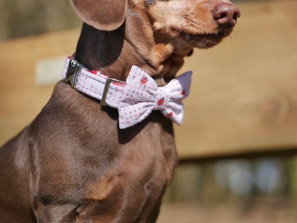 "Lucky Ladybugs" bow tie for dog collars