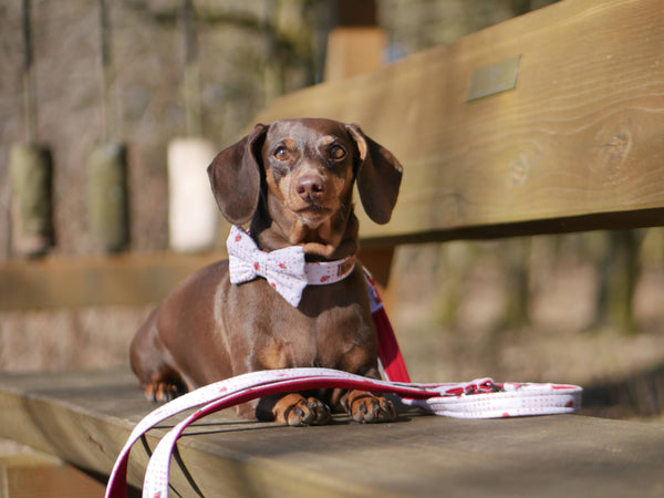 "Lucky Ladybugs" dog leash