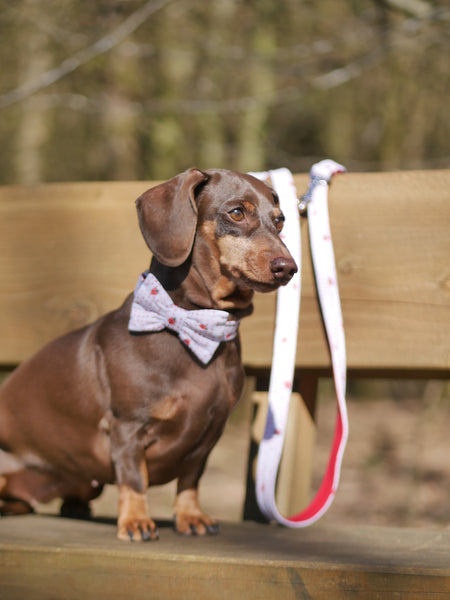 "Lucky Ladybugs" dog leash