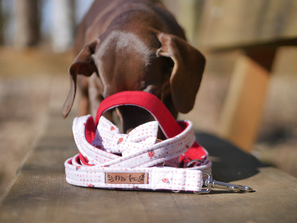 "Lucky Ladybugs" dog leash