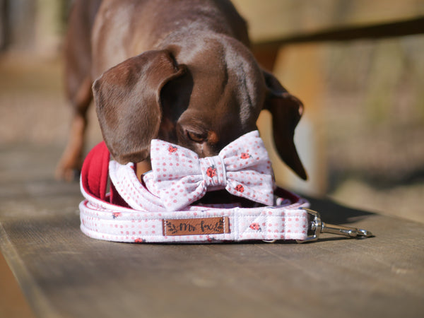 "Lucky Ladybugs" bow tie for dog collars