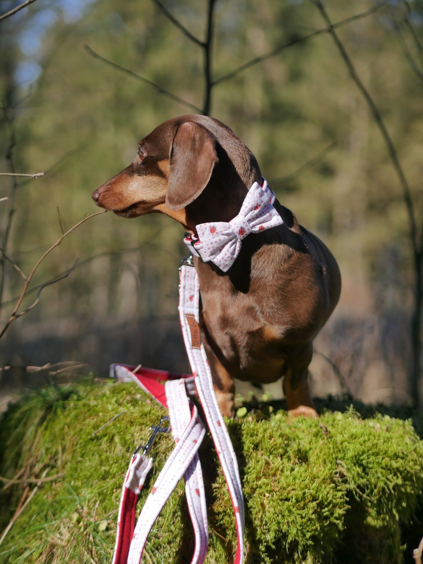 "Lucky Ladybugs" Fliege für Hundehalsbänder - Mr. Fox Hundezubehör