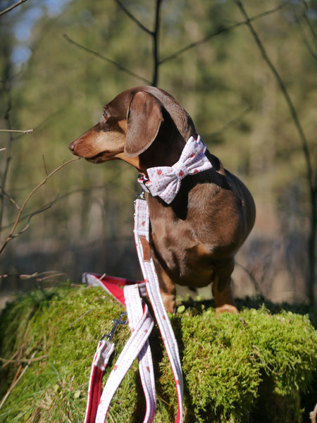 "Lucky Ladybugs" bow tie for dog collars