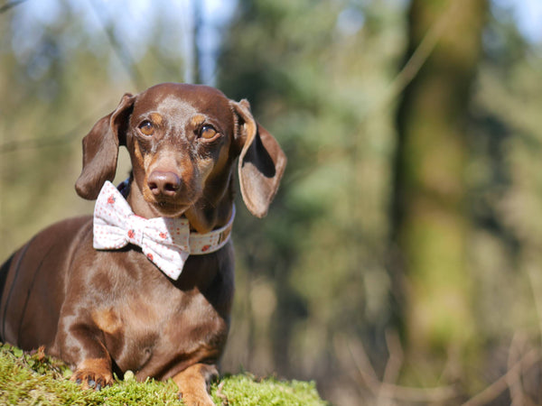 "Lucky Ladybugs" bow tie for dog collars