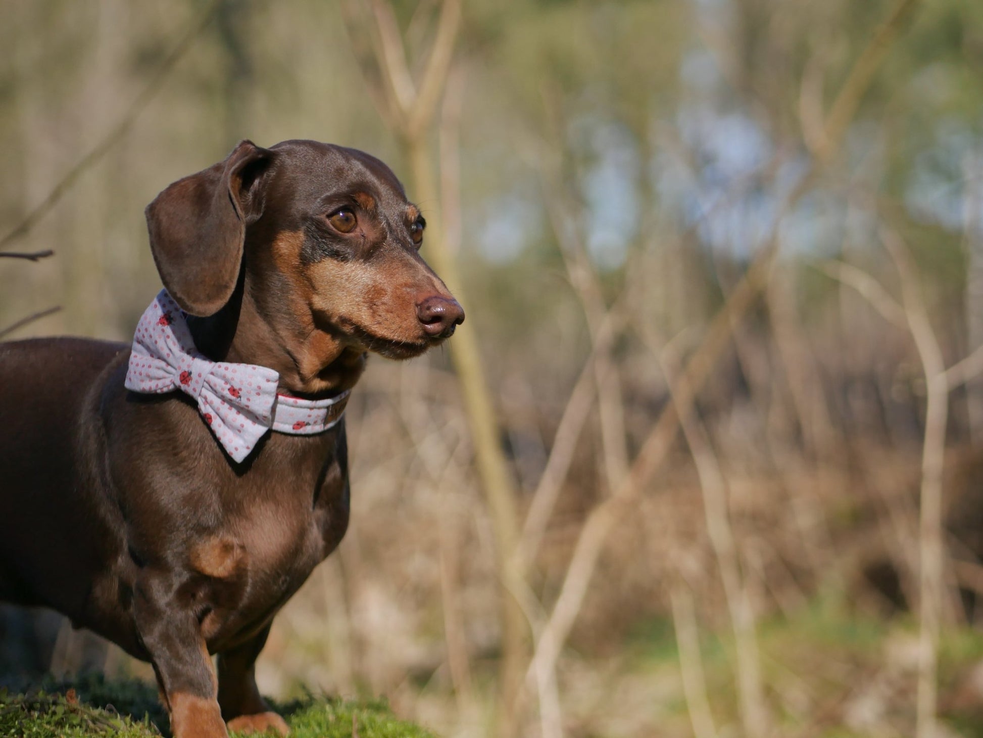 "Lucky Ladybugs" Halsband für Hunde - Mr. Fox Hundezubehör