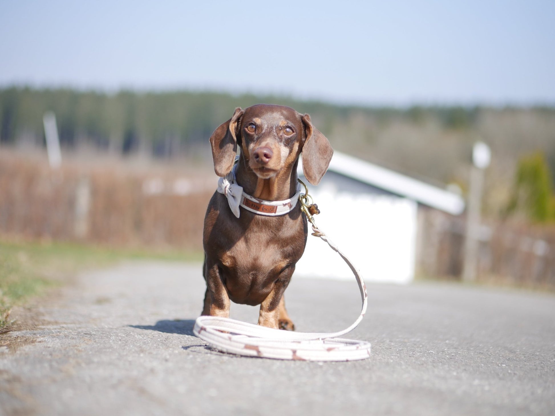 "Dashing Dachshunds" Hundeleine - Mr. Fox Hundezubehör