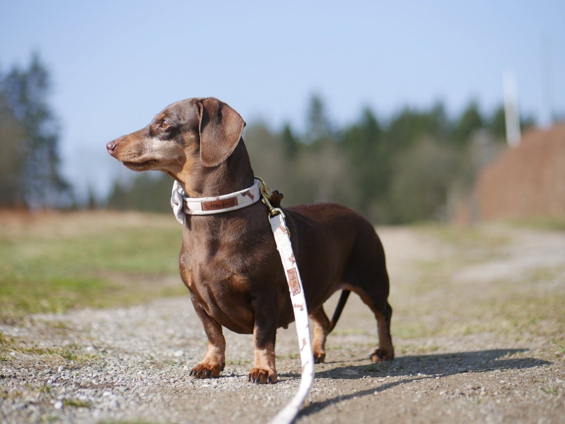 "Dashing Dachshunds" Hundeleine - Mr. Fox Hundezubehör