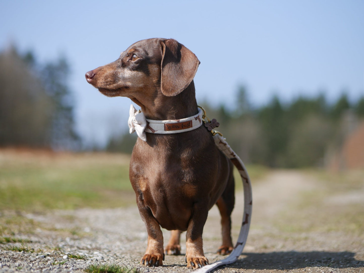 "Dashing Dachshunds" Halsband für Hunde - Mr. Fox Hundezubehör