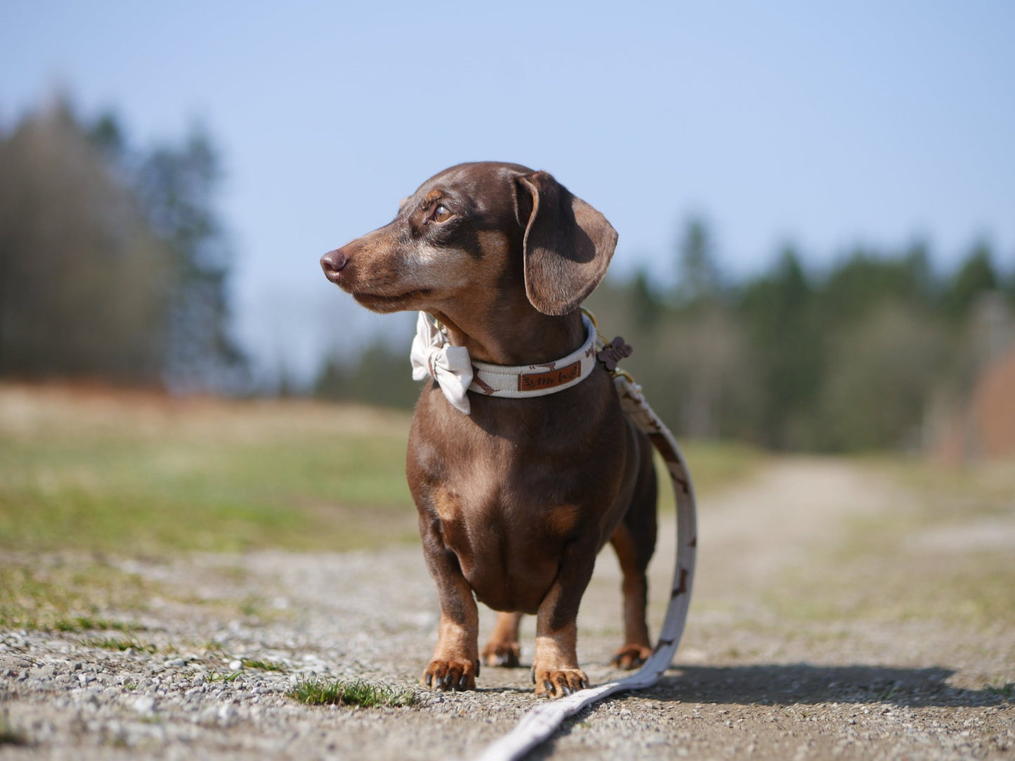 "Dashing Dachshunds" Halsband für Hunde - Mr. Fox Hundezubehör