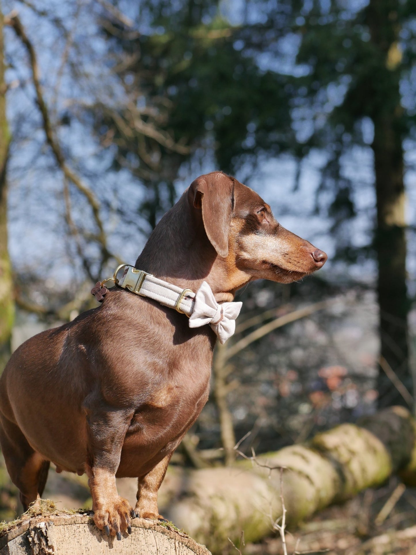 "Dashing Dachshunds" Halsband für Hunde - Mr. Fox Hundezubehör