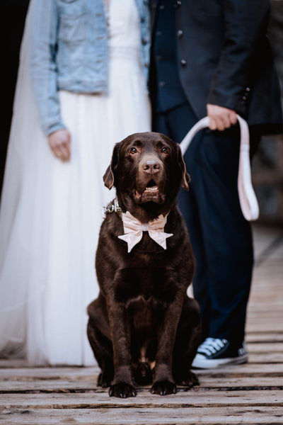"Wedding Vibes" Hochzeits-Schleife für Hundehalsbänder (Farbauswahl)