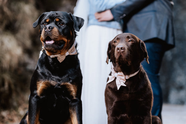 "Wedding Vibes" Hochzeits-Fliege für Hundehalsbänder (Farbauswahl)