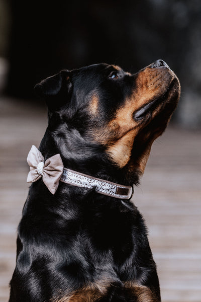 "Wedding Vibes" wedding bow tie for dog collars (choice of colors)