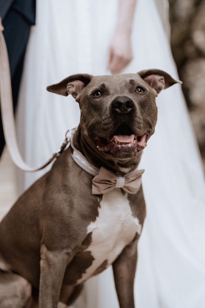 Wedding Vibes Collar (choice of colors)