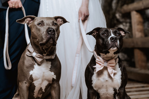 "Wedding Vibes" Hochzeits-Schleife für Hundehalsbänder (Farbauswahl)