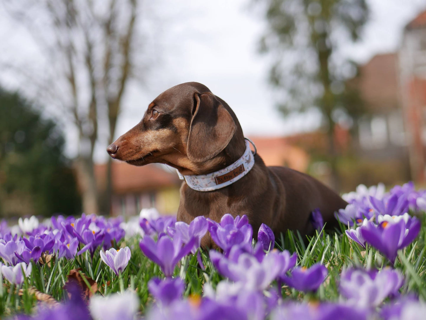 "Birds & Blossoms" Halsband für Hunde - Mr. Fox Hundezubehör
