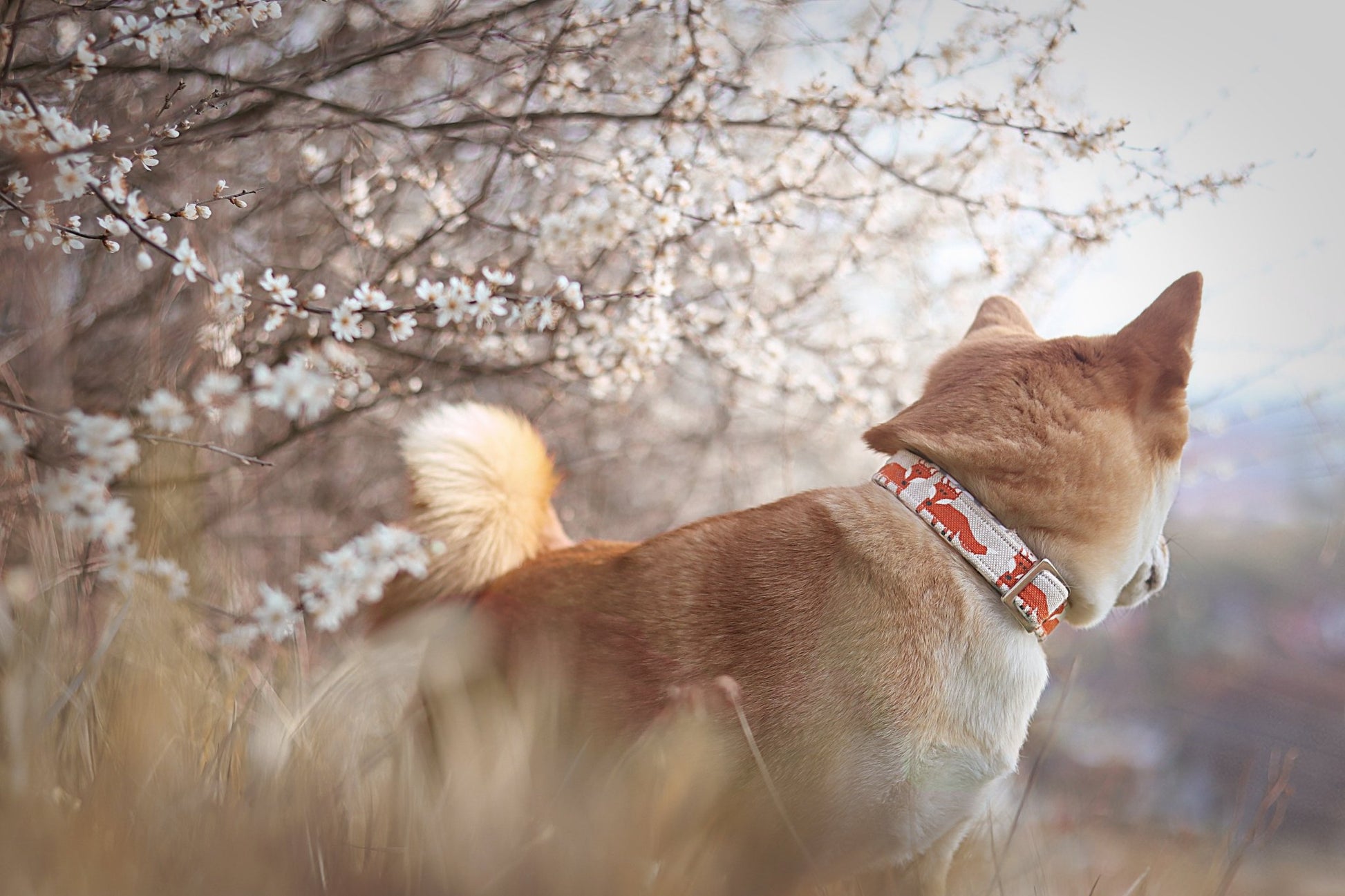 "Fox Festival" Halsband für Hunde - Mr. Fox Hundezubehör