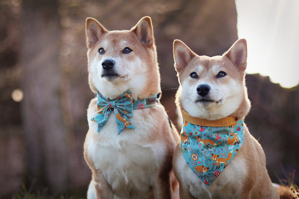 "Fox & Flowers" Halsband für Hunde