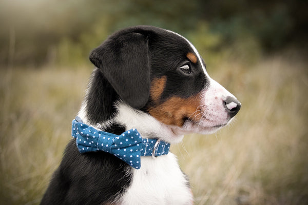 "Denim Blue Polkadot" collar for dogs