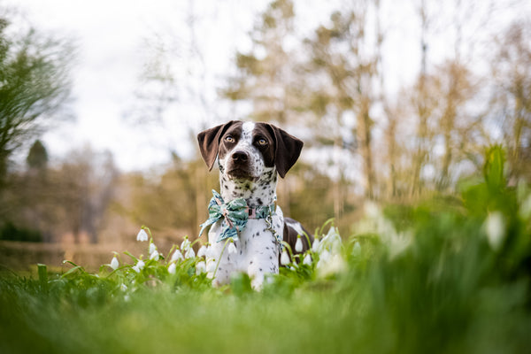 "Beauty & Bee" Collar